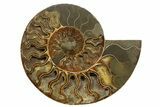 Cut & Polished, Agatized Ammonite Fossil - Madagascar #317508-2